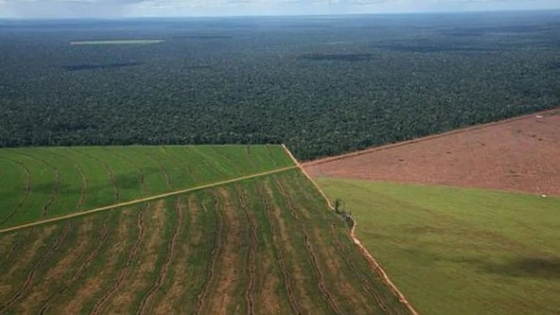 Reformas rurales en agenda: el Consejo de Mayo acelera cambios en tierras, bosques e incendios