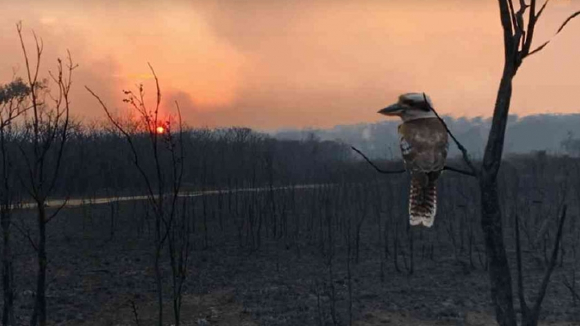 3.000 millones de animales fueron afectados por incendios de Australia