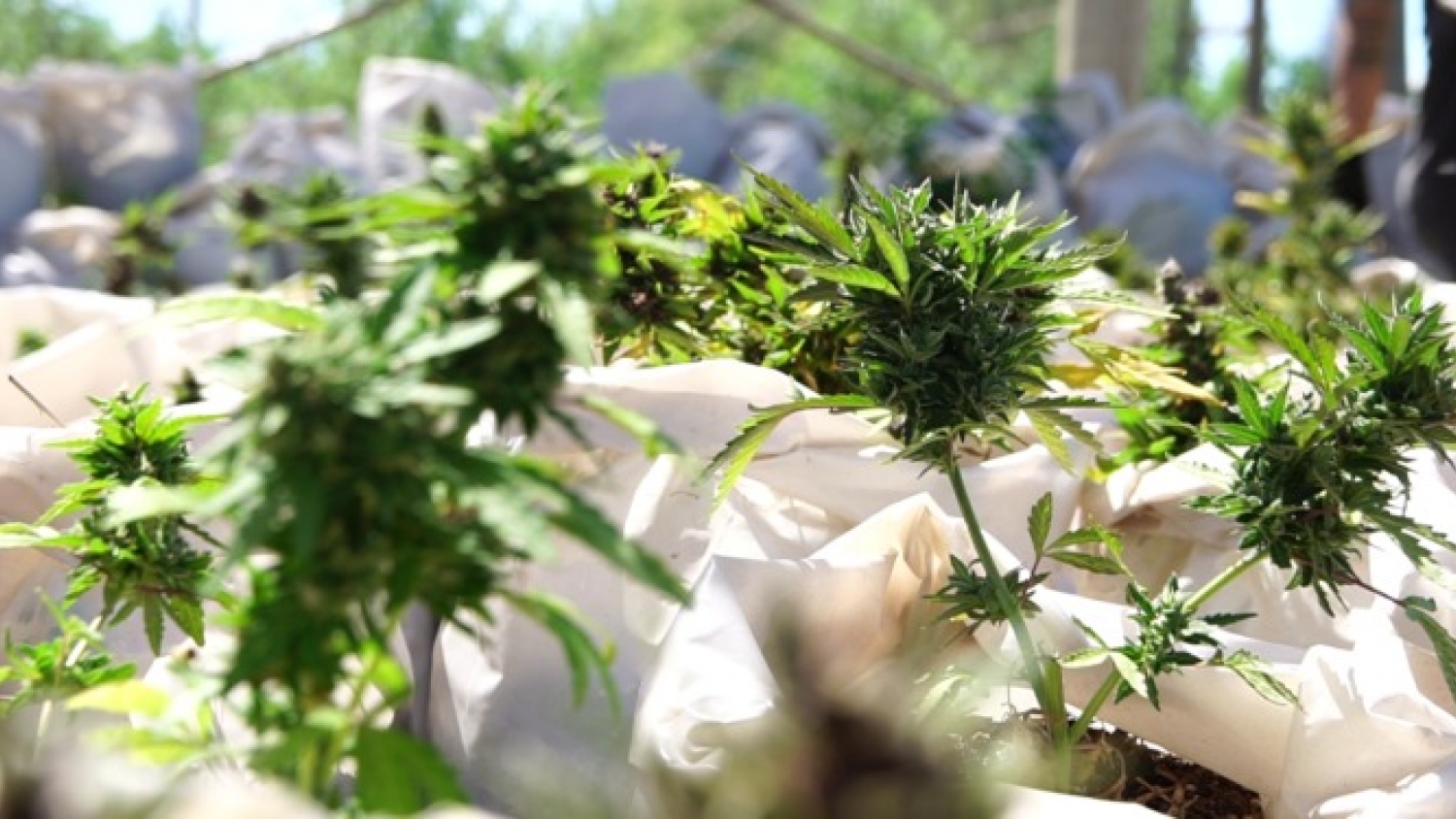 La cadena del cáñamo suma nuevas licencias para producción, derivados y exportación