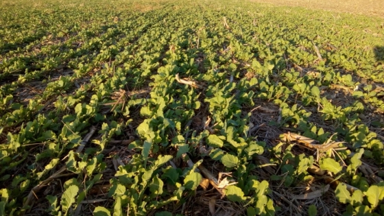 Golazo Invernal Carinata: un cultivo de servicio que puede llegar a venderse a más de 440 u$s/tonelada