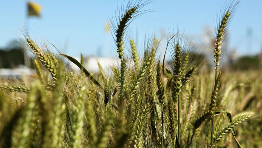 ¿Cuál es la condición del cultivo de trigo en Entre Ríos?