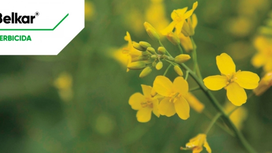 Corteva Agriscience presenta Belkar, el nuevo herbicida post-emergencia para colza de invierno