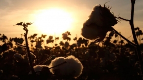 Lanzan el primer sello nacional para certificar prácticas sustentables en el cultivo de algodón