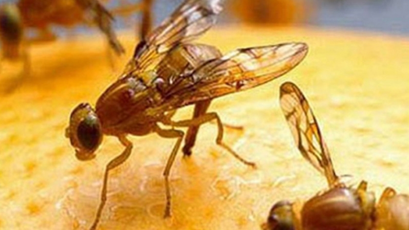 Nueva tecnología aplicada al monitoreo de la mosca de los frutos