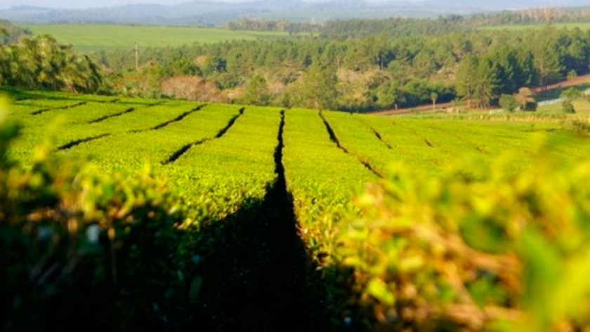 Créditos para la cosecha y exportación de té en Misiones