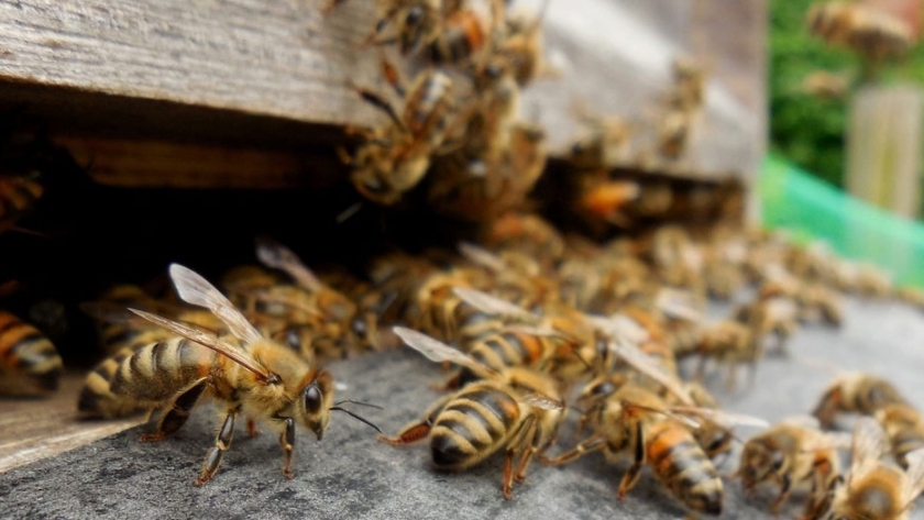 Veneno de abejas para combatir el dolor