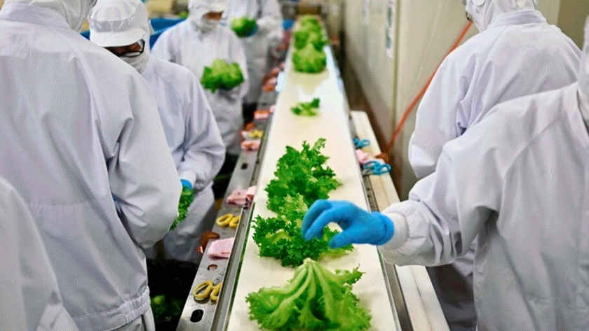 Sin tierra ni pesticidas: Japón impulsa 