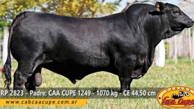 Buenos precios y excelente nivel de ventas en el 17° Remate de Reproductores de Caa Cupe