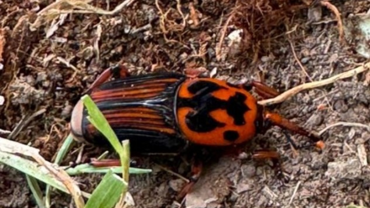 SENASA endurece los controles contra el picudo rojo y prohíbe trasladar especies sospechosas de la plaga