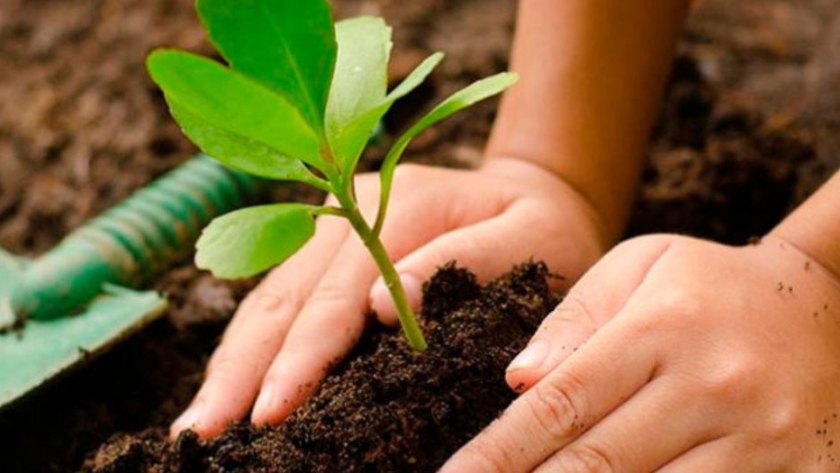 Plantar un árbol es plantar vida y futuro | Agroempresario.com