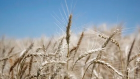 Brasil planteó la necesidad de aumentar la demanda de trigo y acercó posiciones con Buenos Aires