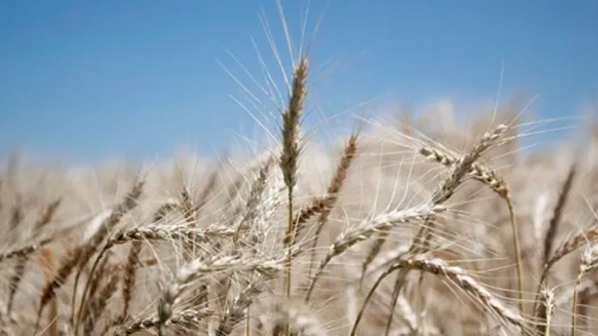 Brasil planteó la necesidad de aumentar la demanda de trigo y acercó posiciones con Buenos Aires