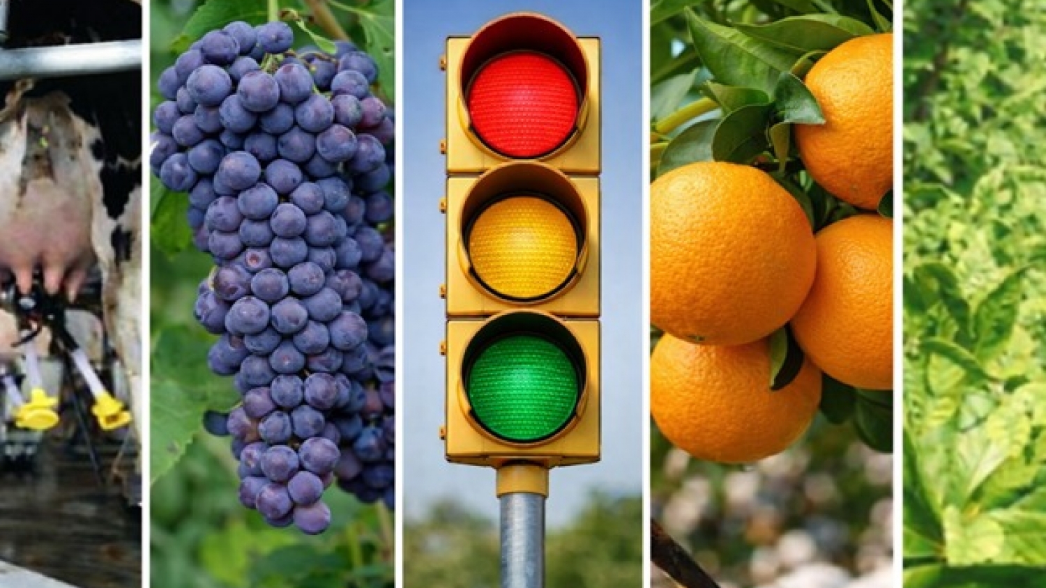 Radiografía del interior productivo: ocho economías regionales estuvieron más de cinco años en crisis en la última década