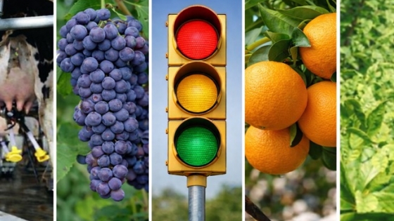 Radiografía del interior productivo: ocho economías regionales estuvieron más de cinco años en crisis en la última década