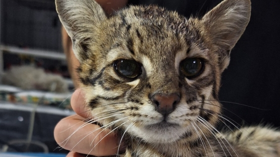 Un gato montés de seis meses llegó a la Reserva Florofaunística de La Florida