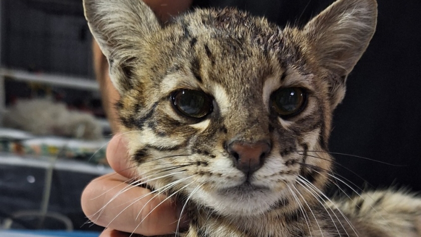 Un gato montés de seis meses llegó a la Reserva Florofaunística de La Florida