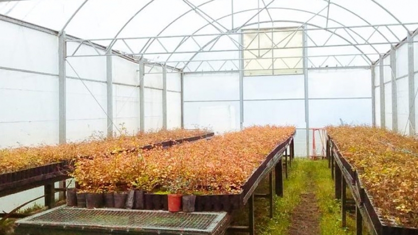 El Ministerio de la Producción y Ambiente anunció el inicio de una nueva temporada de restauración de bosque nativo