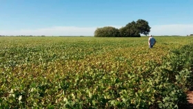La producción de soja entrerriana podría caer hasta un 34% interanual