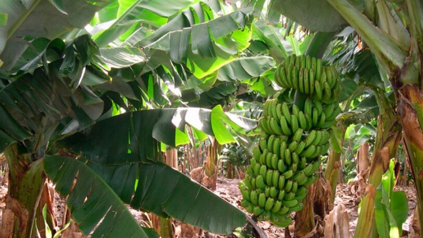 Misiones busca ampliar la cuenca productiva de banano con microcréditos