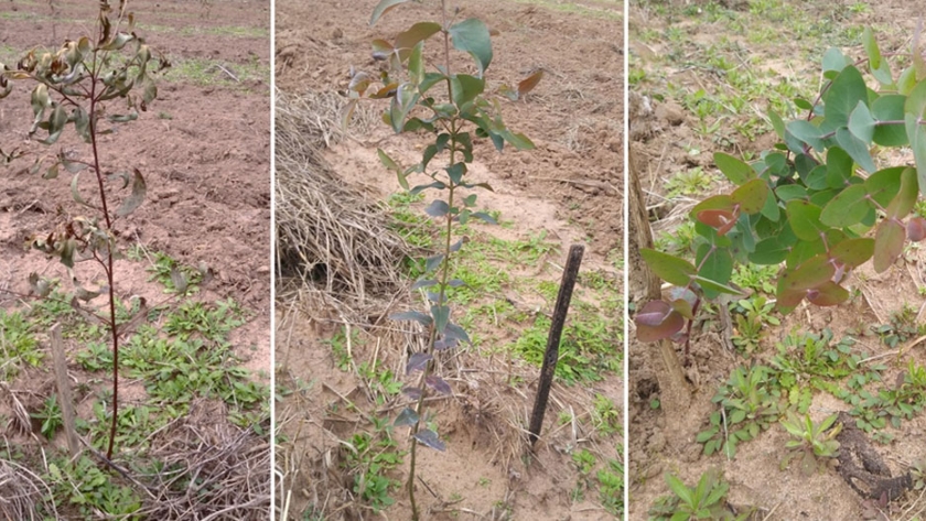 Evaluación de la tolerancia al estrés por temperaturas de congelación en tres especies de Eucalyptus: primeros resultados