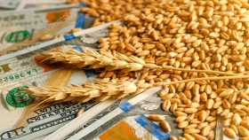 Trigo: la sequía hace caer USD440 millones en exportaciones