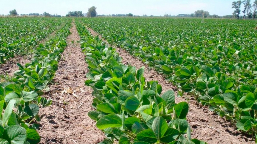 CREA brinda pautas para la elección de cultivares de soja
