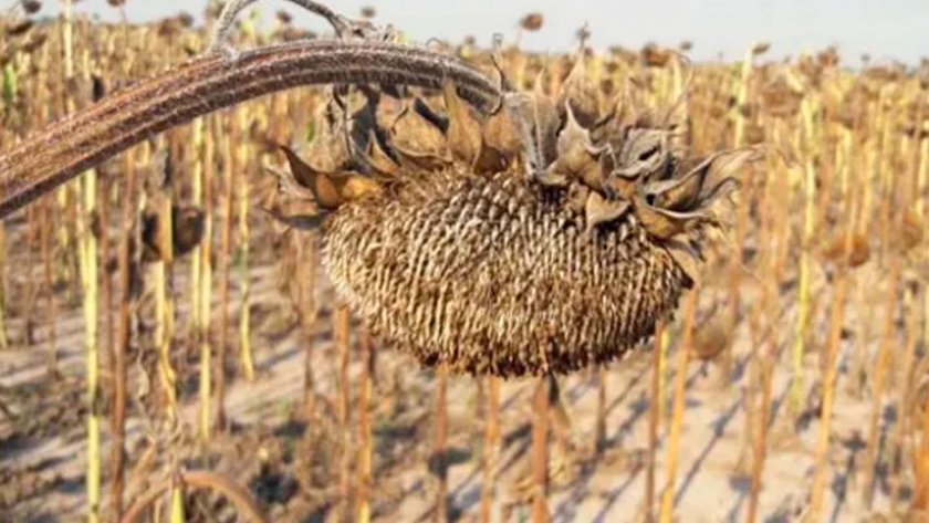 En Santa Fe, sorprenden para bien los rindes y la materia grasa del girasol