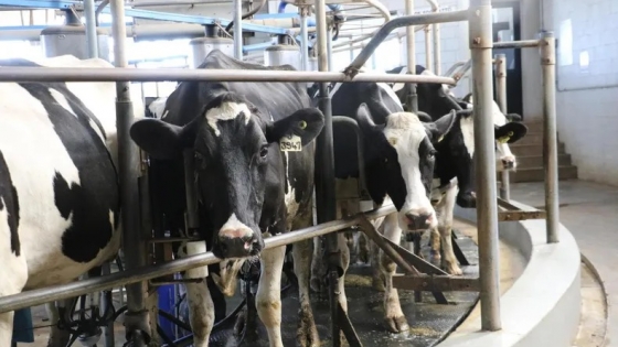 La lechería argentina produce más con menos tambos y profundiza su concentración