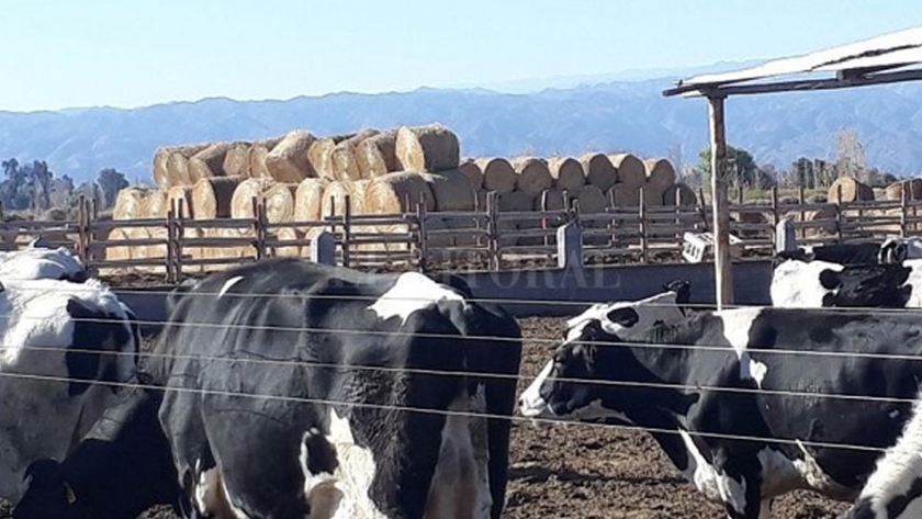 ¿Qué está pasando con el negocio lechero?
