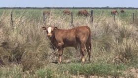 Carne: cómo se contrajo la ganadería argentina cuando se limitó la exportación