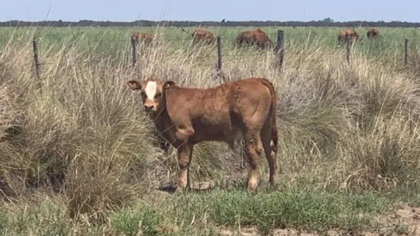 Carne: cómo se contrajo la ganadería argentina cuando se limitó la exportación