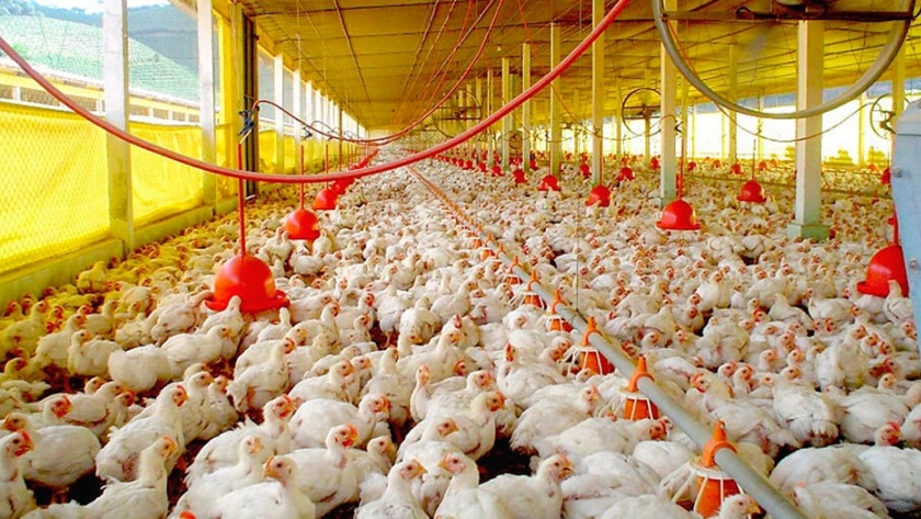 Avícolas en alerta por escasez de oferta y un aumento en el precio del maíz