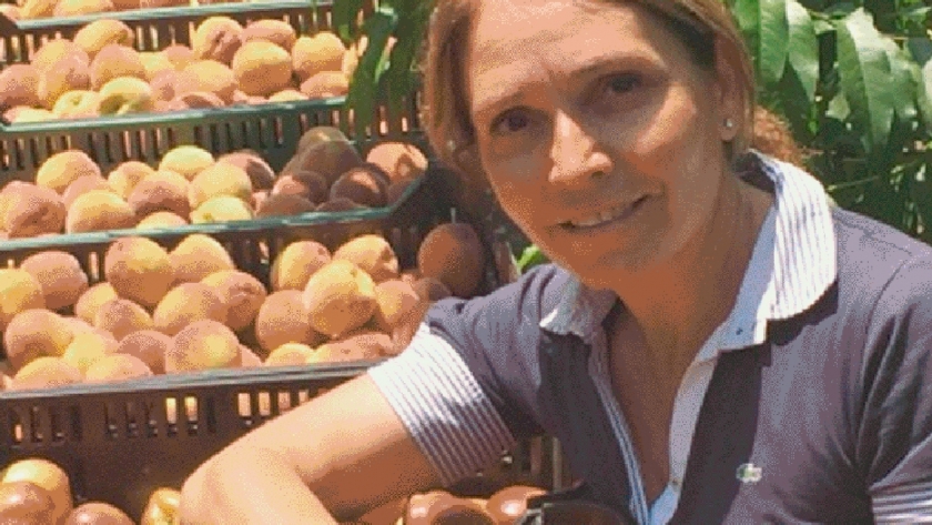 Presentan un durazno que se destaca por su tamaño y su sabor