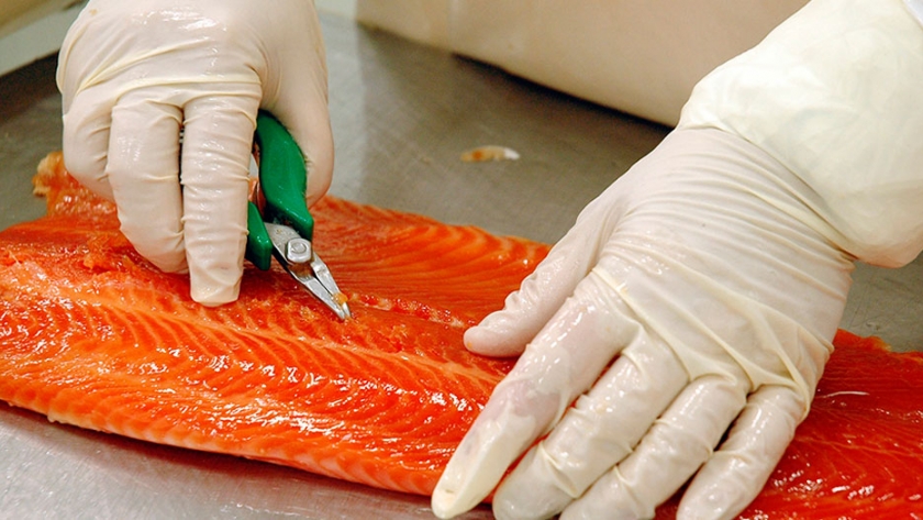 En medio de la polémica, desmienten el uso de antibióticos en salmón importado de Chile