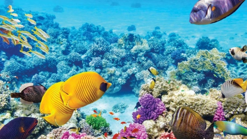 La biodiversidad de la Gran Barrera de Coral permanece en alerta por el cambio climático