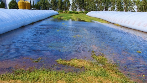 El Niño y los silobolsas: las claves  para evitar pérdidas durante las lluvias