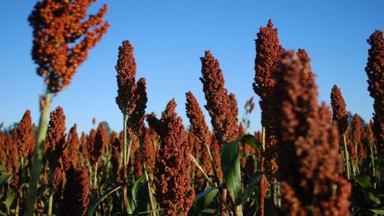 Sorgo y maíz impulsan el cierre positivo de la campaña agrícola 2024/25 en Argentina