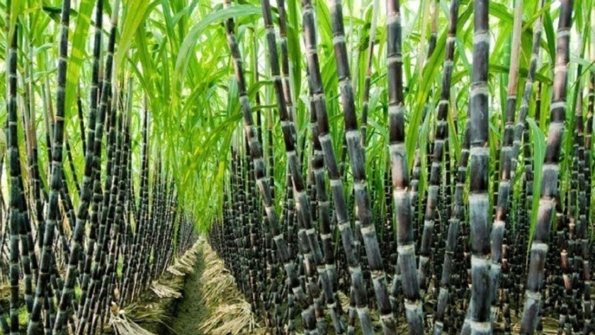 Brasil prevé cosecha de caña de azúcar con 642,1 millones de toneladas