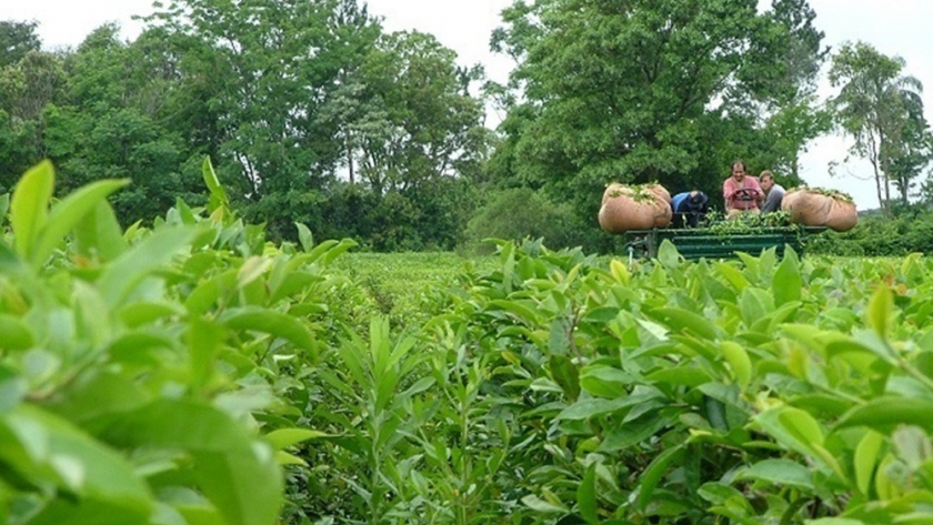 La sequía provocó la merma en la producción del té misionero