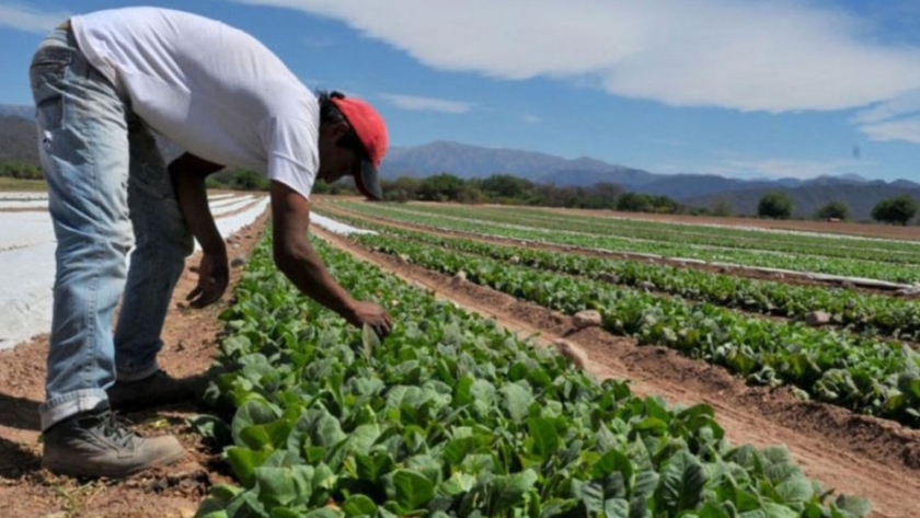 Beneficios para pequeños productores tabacaleros