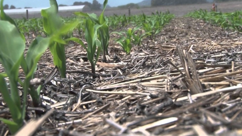 Para saber: resultados de un ensayo de trigo sobre rastrojo maicero