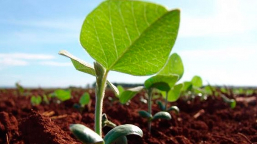 Agroempresas: Rizobacter y Santa Rosa semillas, dos que picaron en punta en el mercado internacional