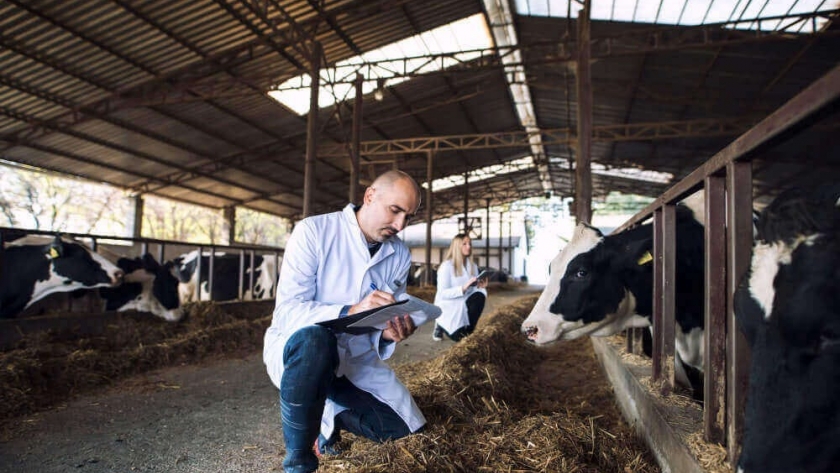 Expertos debaten sobre el impacto y control de la diarrea viral bovina en la producción ganadera