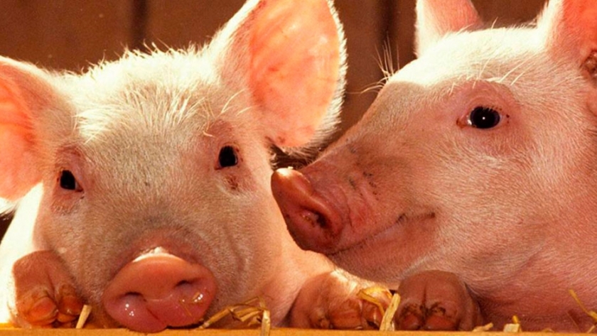 Los antimicrobianos y su uso prudente en porcinos