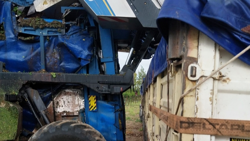 Senasa acompañó la cosecha de uva durante la vendimia en La Pampa