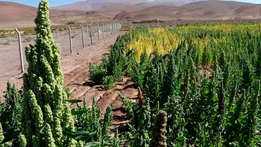 Justino, el regreso a la producción de la quinoa ancestral