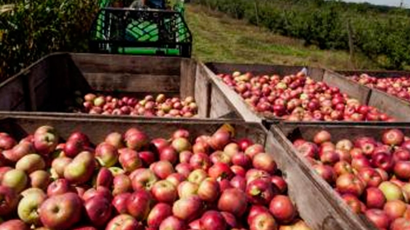 Las cadenas agroalimentarias son las que más puestos de trabajo generan