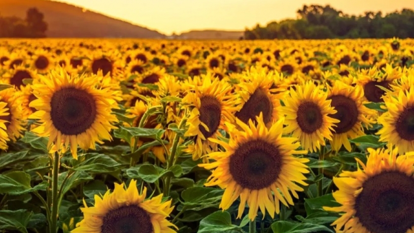 El girasol sorprendió con un gran avance en la zona núcleo