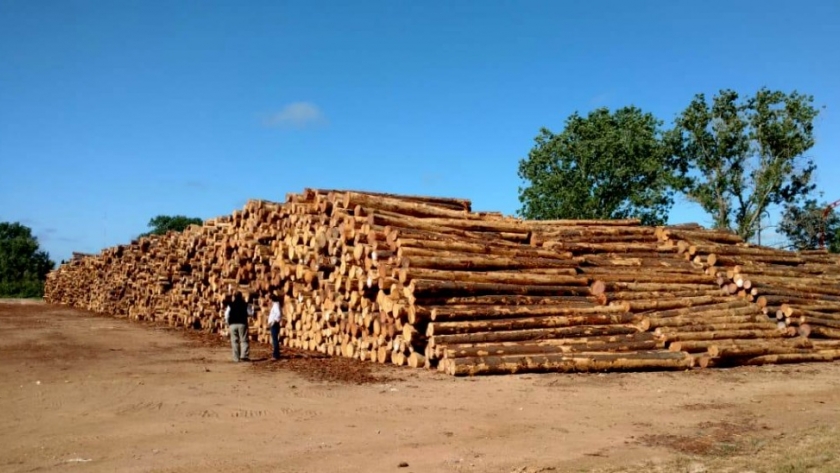 Frutifor Lumber Company instalará la mayor y más avanzada planta de madera contra laminada (CLT) y glulam de Sudamérica en Uruguay