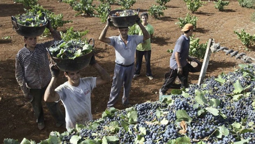 Preocupación nacional por pymes vitivinícolas